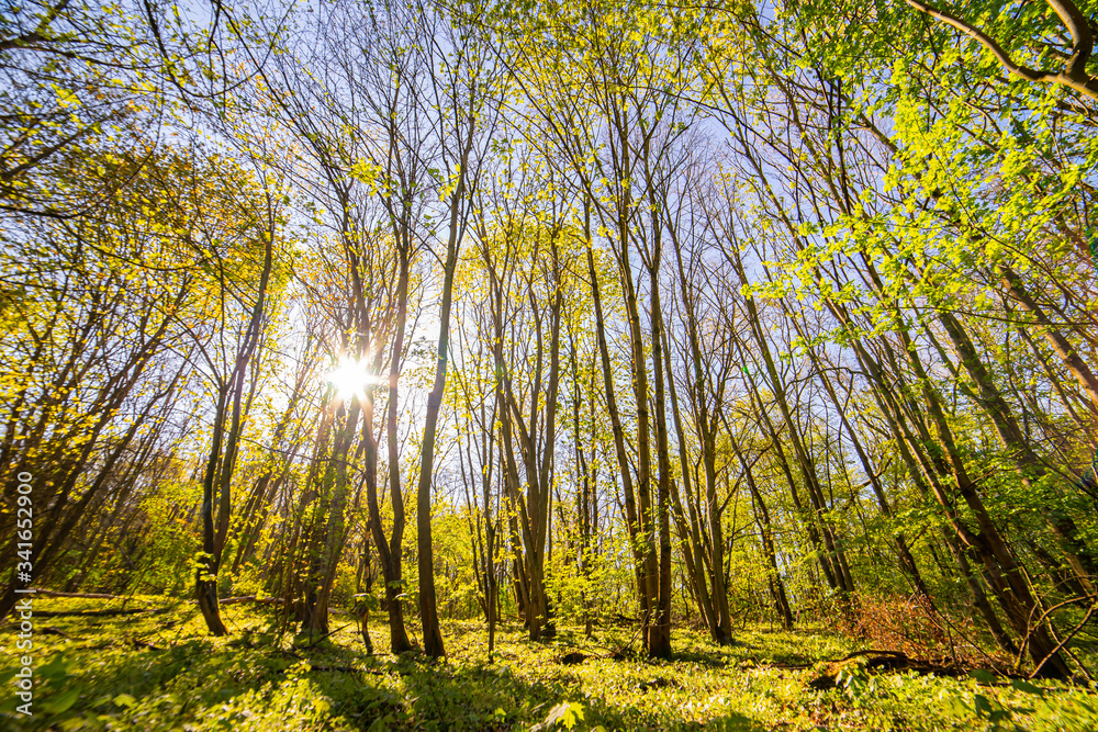 beautiful forest landscape in spring time beautiful forest landscape in spring time