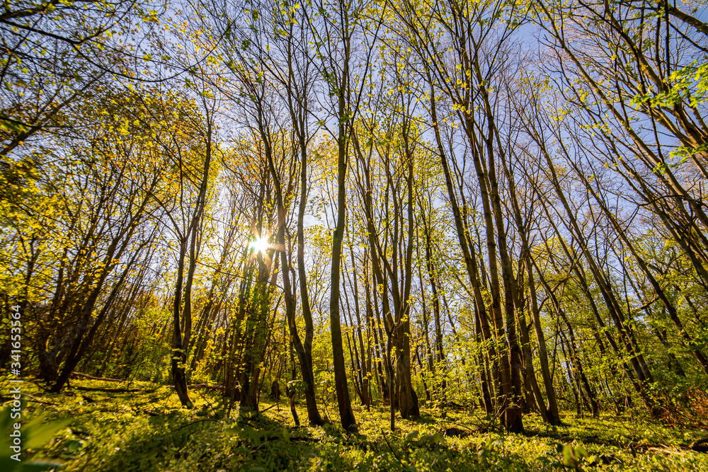 beautiful forest landscape in spring time beautiful forest landscape in spring time