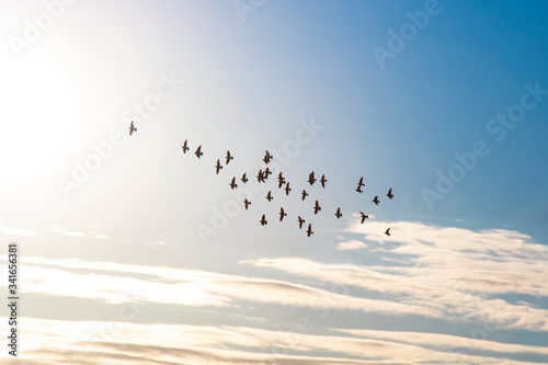 flock of birds in the sky fly to the sun
 photo