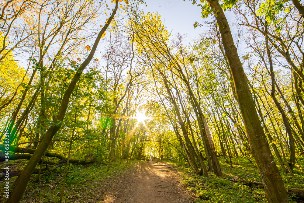 Naklejka premium beautiful forest landscape in spring time
