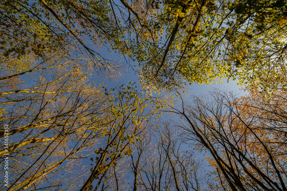 Fototapeta premium beautiful birch tree low angle