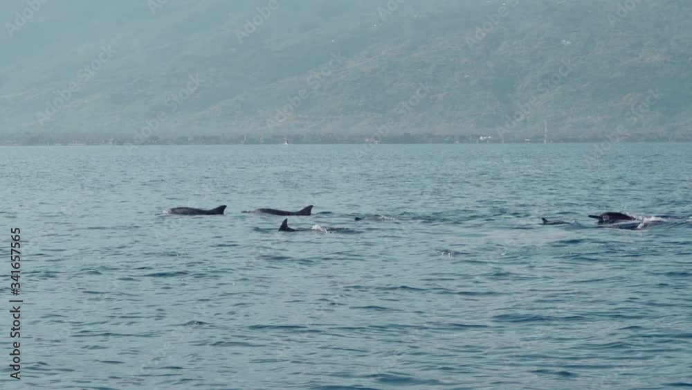 Stenellalongirostris dolphins jumping out of the water Stenellalongirostris dolphins jumping out of the water