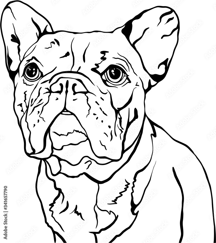 Black and White French Bulldog Dog Line Art Illustration with Transparent Background Vector