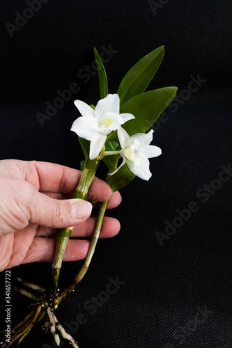 hand holding a green plant with white flowers