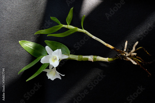white flower with green stem and leaves with roots on a black background