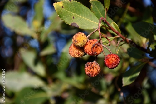 Arbutus unedo tree in Sardinia, Italy