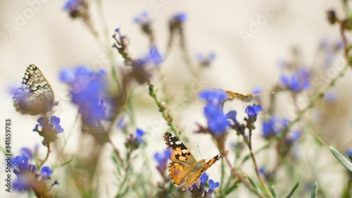 Orange and black butterflies flutter over blue flowers