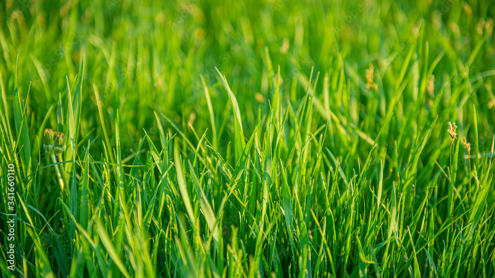 Fototapeta premium Stalks of young green grass on a blurred background.