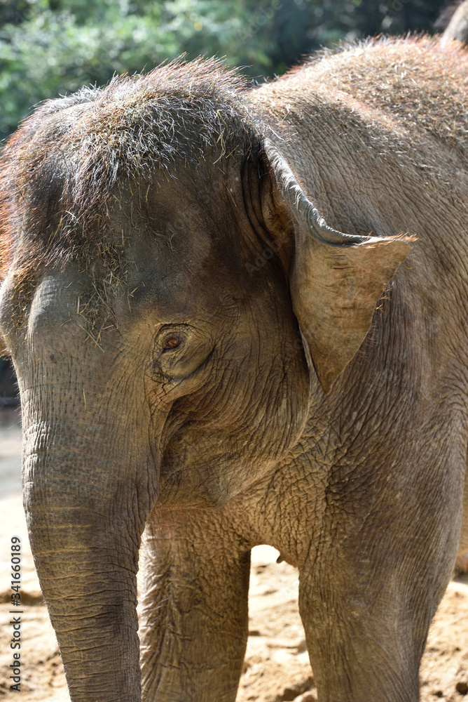 Fototapeta premium Elephant which is the largest land mammal