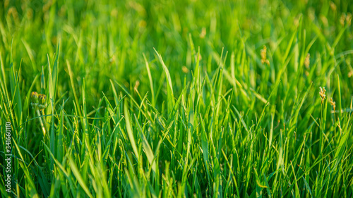 Stalks of young green grass on a blurred background.