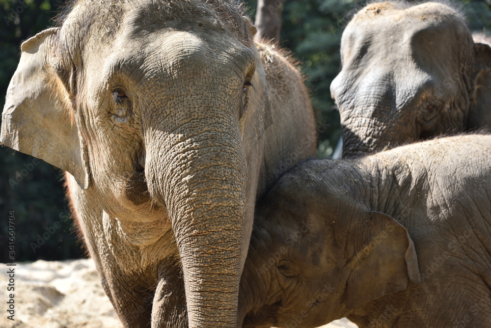 Fototapeta premium Elephant which is the largest land mammal