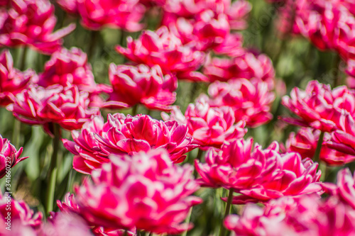 Весняні квіти в місті ужгород © Олег Тичак