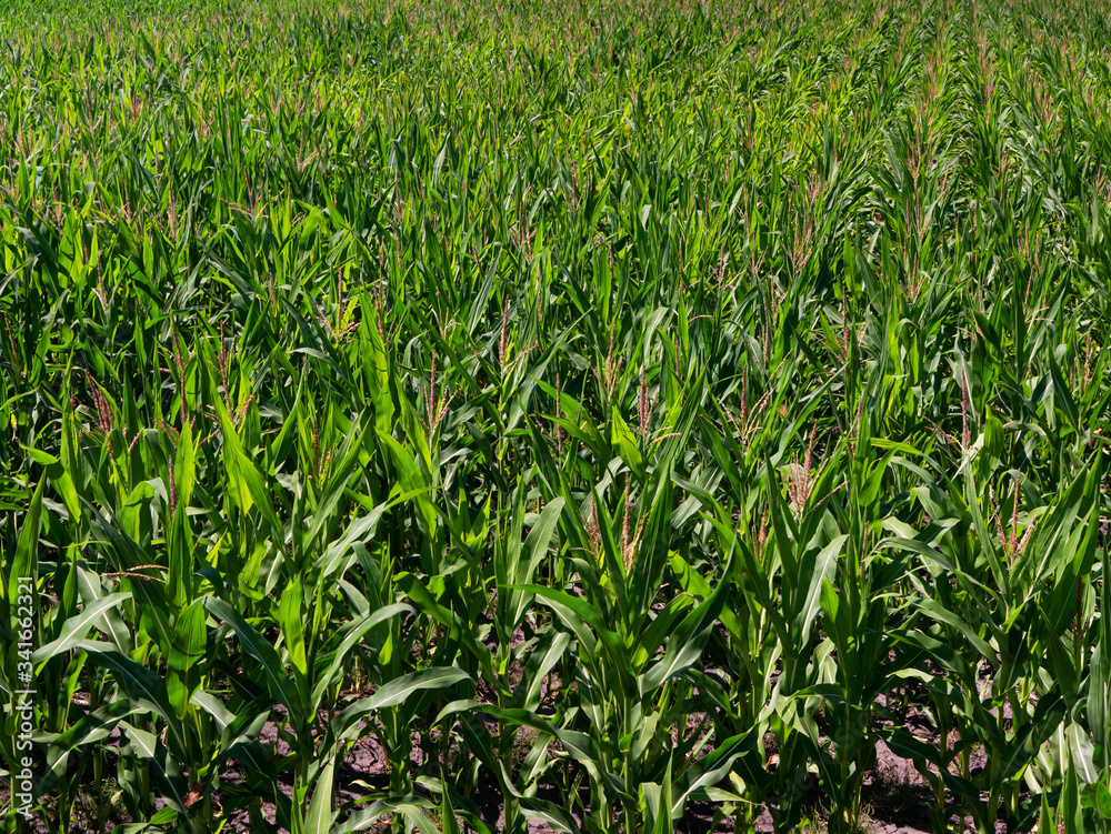 An endless field of green corn stretching to the horizon An endless field of green corn stretching to the horizon
