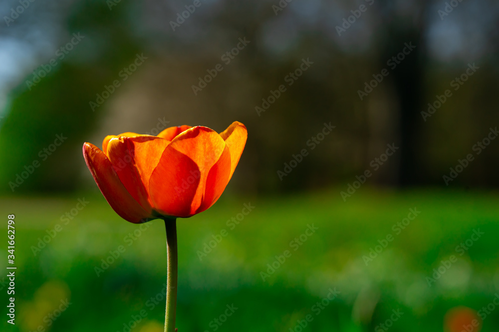 beautiful colorful tulip in the garden park beautiful colorful tulip in the garden park