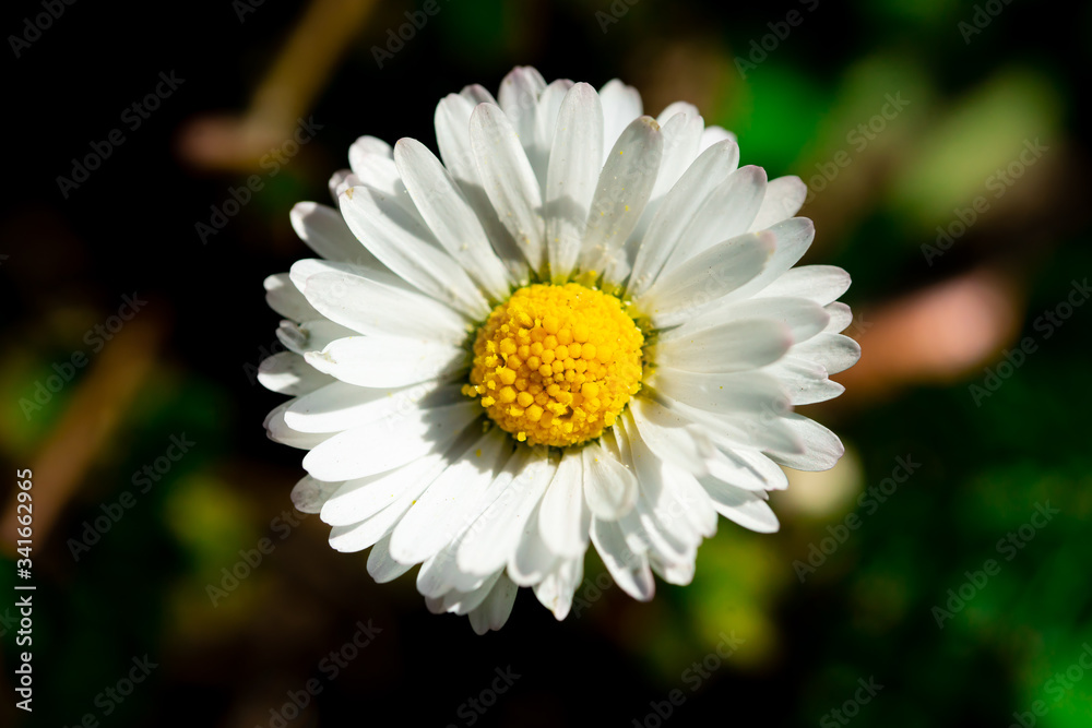 beautiful daisy in nature on grass