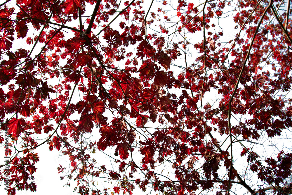 Beautiful red maple leaves in japan garden with clipping path. Beautiful red maple leaves in japan garden with clipping path.