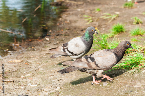 pigeons on a lake in a park  protection environment background  ecology concept