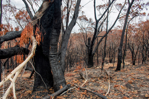 Obraz na plátně Australian bushfire aftermath: burnt eucalyptus trees suffered from firestorm
