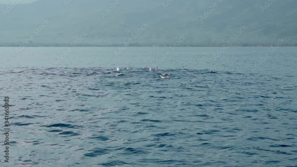Stenellalongirostris dolphins jumping out of the water Stenellalongirostris dolphins jumping out of the water