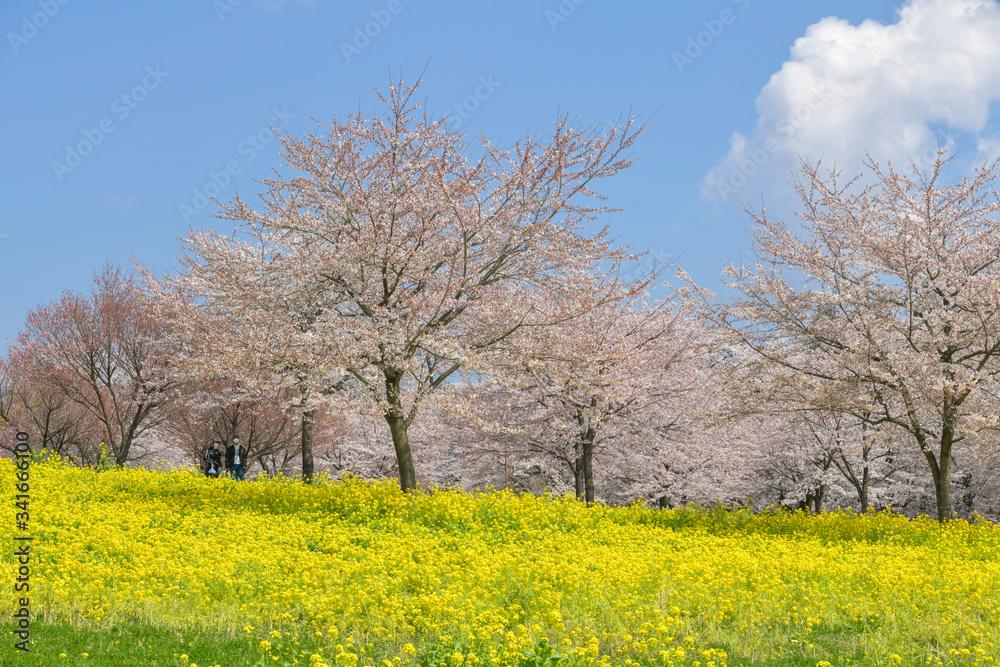 赤城南面千本桜