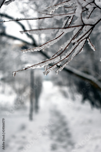 snow covered branches