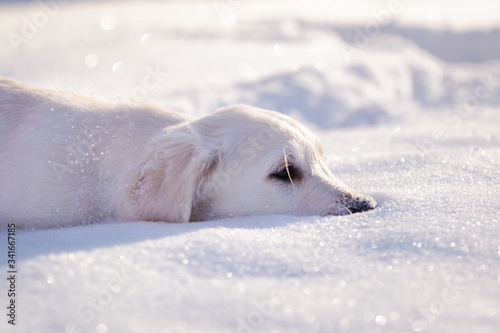 puppy in winter outdoor on the snow golden retriever dog