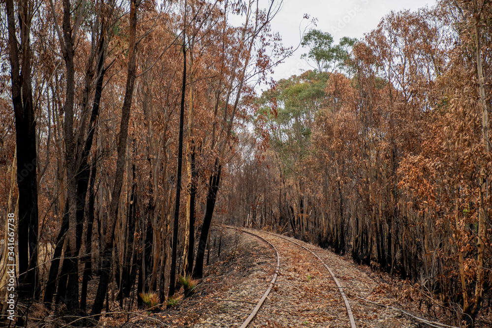 Australian bushfire aftermath: burnt eucalyptus trees suffered from firestorm and the old railway Australian bushfire aftermath: burnt eucalyptus trees suffered from firestorm and the old railway