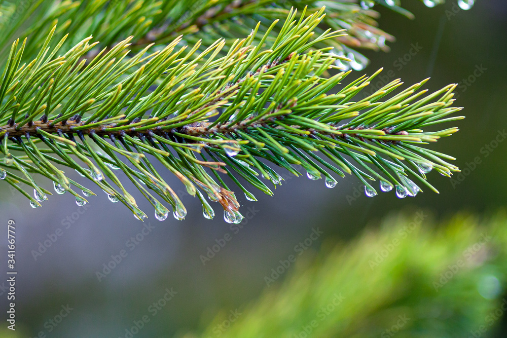Green pine needles with water drops on them after the rain. Close up Green pine needles with water drops on them after the rain. Close up