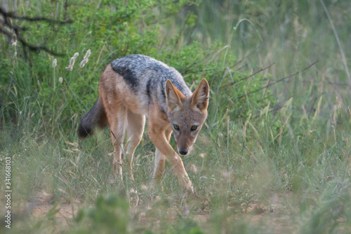 African jackal walking on the bushes.