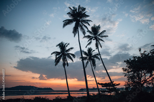 Silhouette of four palm trees against a cloudy sky during sunset on the coast of the Arabian Sea © volobotti
