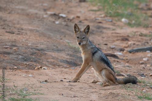 African jackal on savanna looking at the camera