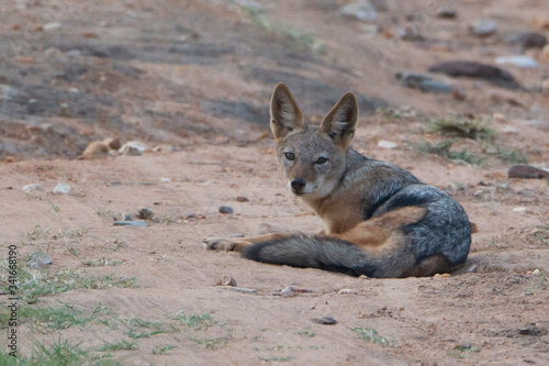 African jackal on the ground looking at camera.