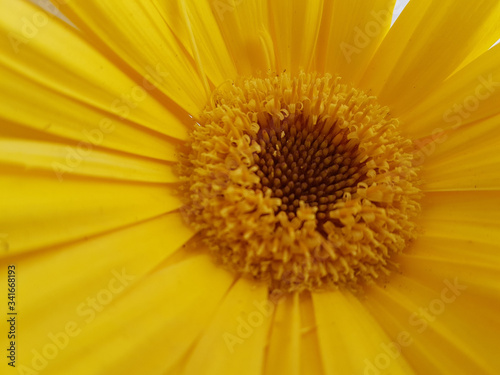 gerberas yellow flower isoated in white background
