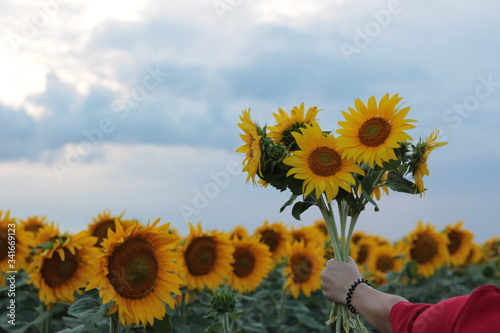 female hand holds a bouquet of sunflowers photo