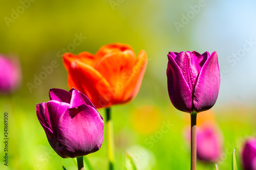 beautiful colorful tulip in the garden park