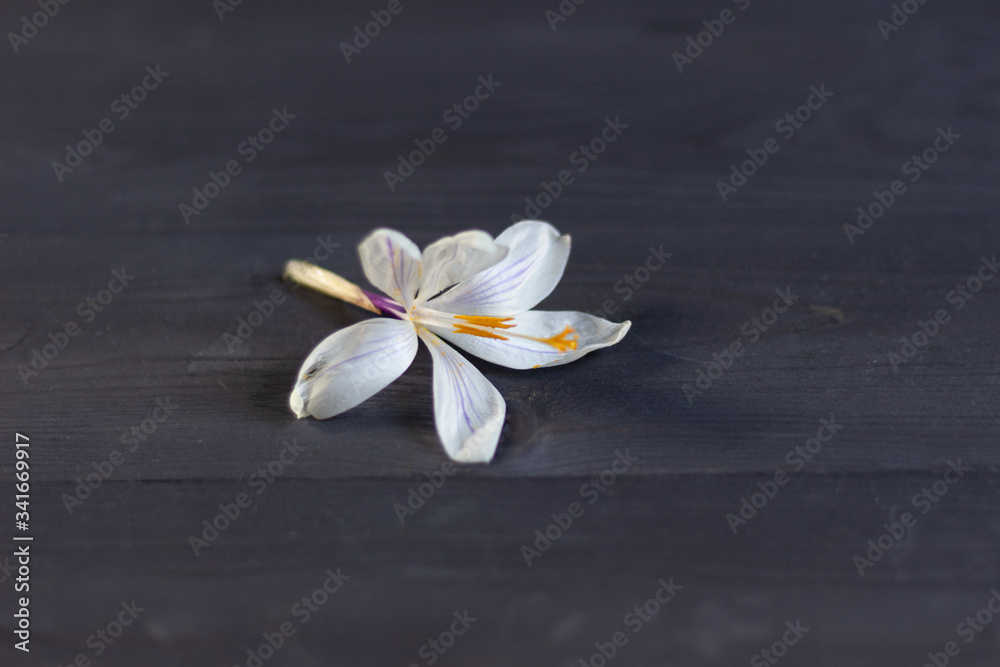 White crocus flower on black wooden background White crocus flower on black wooden background