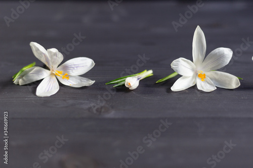 White fresh crocus flowers on black wooden background