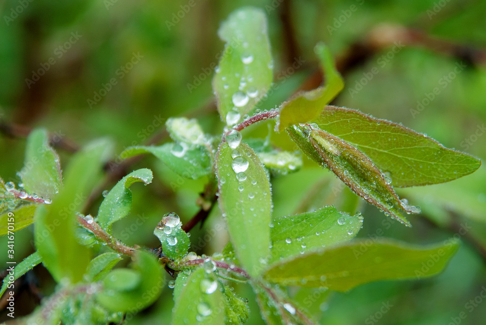 Young green leaves of a plant in raindrops close-up. Young green leaves of a plant in raindrops close-up.