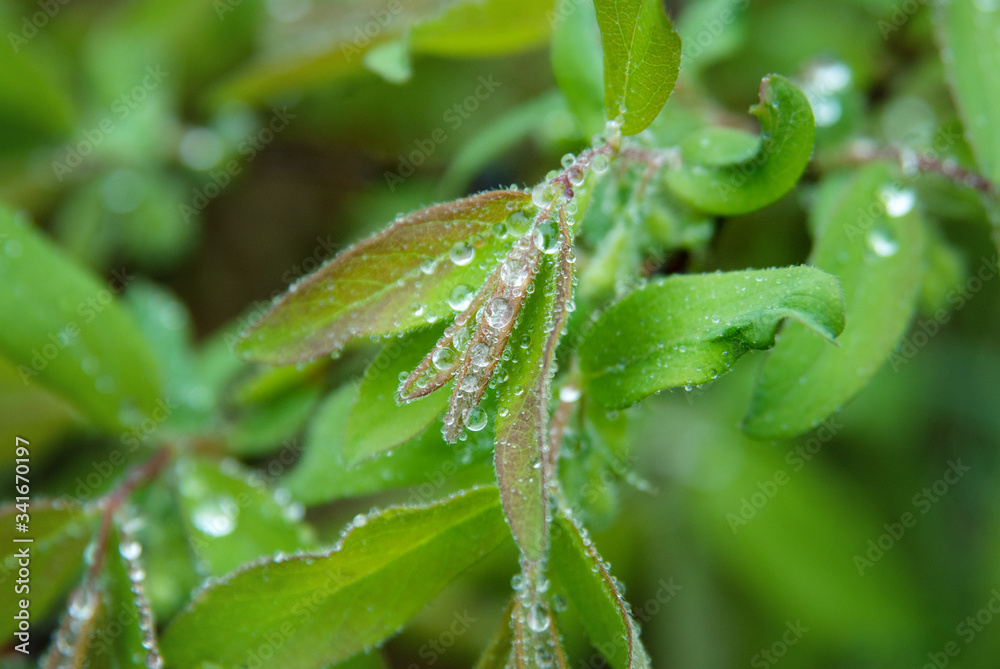 Young green leaves of a plant in raindrops close-up.