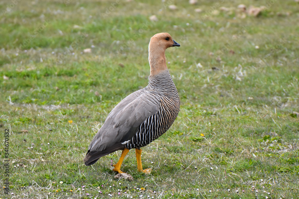 Female upland goose in East Falkland Female upland goose in East Falkland