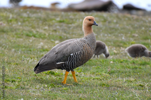 Female upland goose in  East Falkland