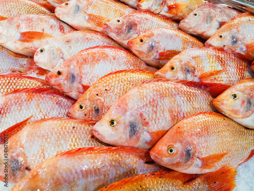 Red Tilapia Fish