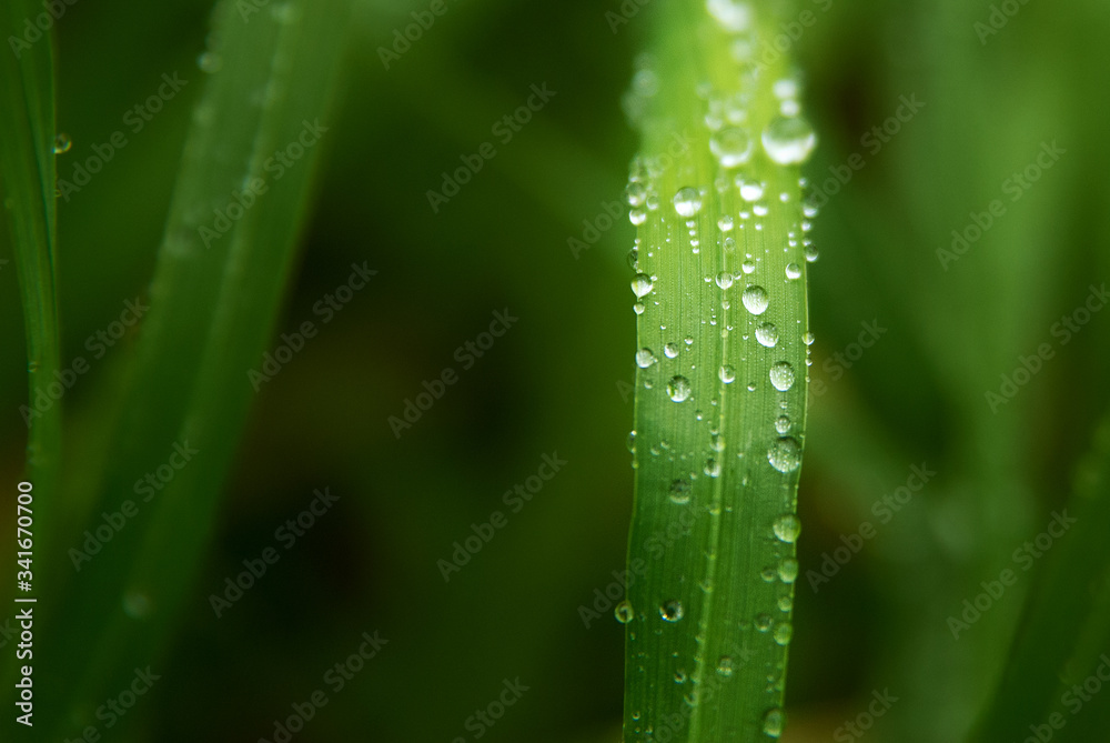 Raindrops on green grass in the garden close-up. Raindrops on green grass in the garden close-up.
