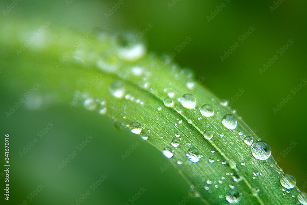 Raindrops on green grass in the garden close-up. Raindrops on green grass in the garden close-up.