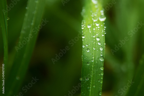 Raindrops on green grass in the garden close-up.