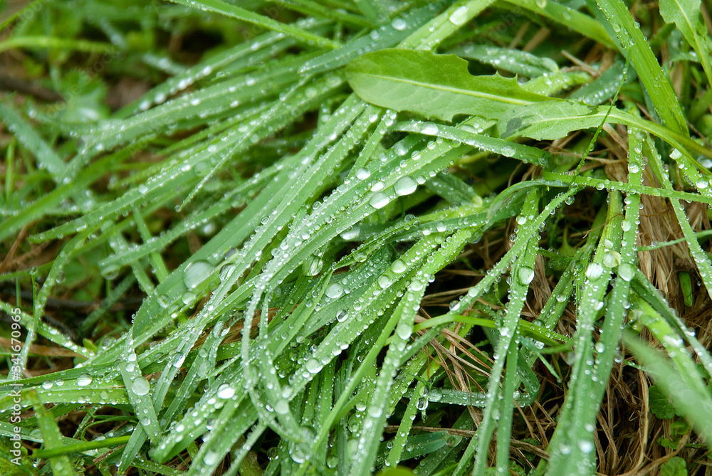 Raindrops on green grass in the garden close-up. Grass texture. Raindrops on green grass in the garden close-up. Grass texture.