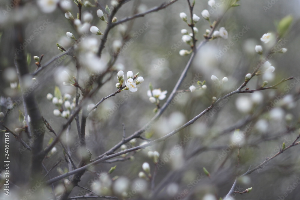 Cherry tree branch close up with blurred background Cherry tree branch close up with blurred background