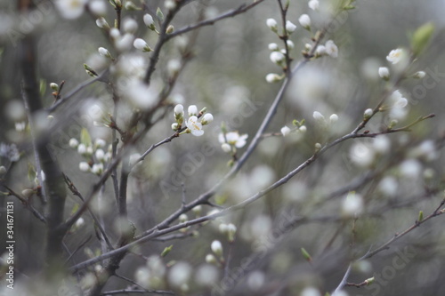 Cherry tree branch close up with blurred background