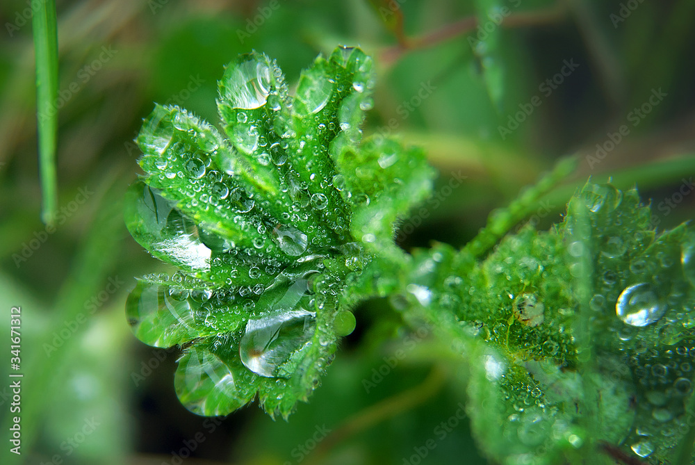 Green leaf with raindrops inside in the garden close-up. Green leaf with raindrops inside in the garden close-up.