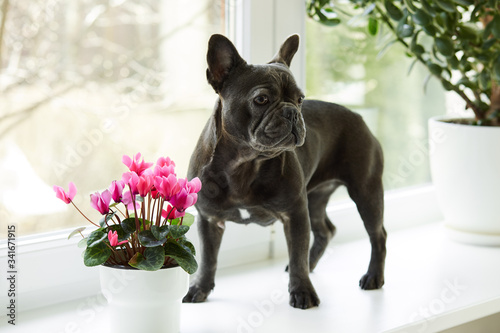 A french bulldog standing on a windowsill next to a flower pot